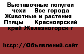 Выставочные попугаи чехи  - Все города Животные и растения » Птицы   . Красноярский край,Железногорск г.